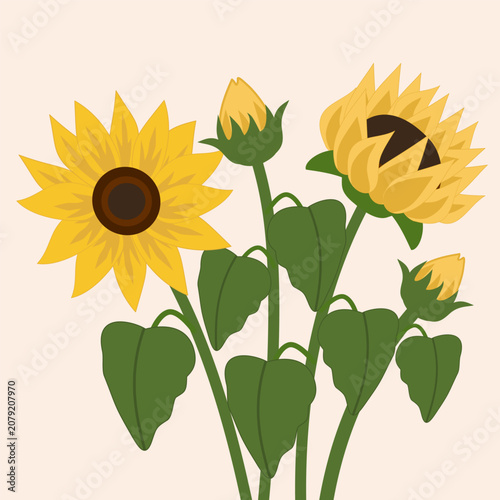 Sunflower Plant with Blooming Flowers Illustration