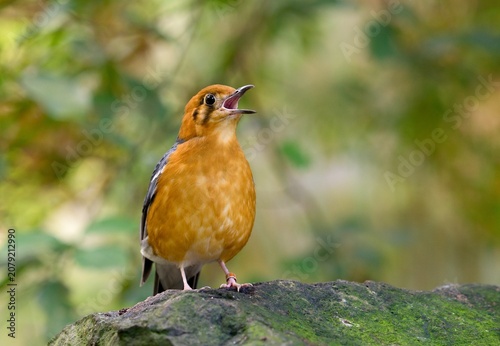 Orange-headed thrush