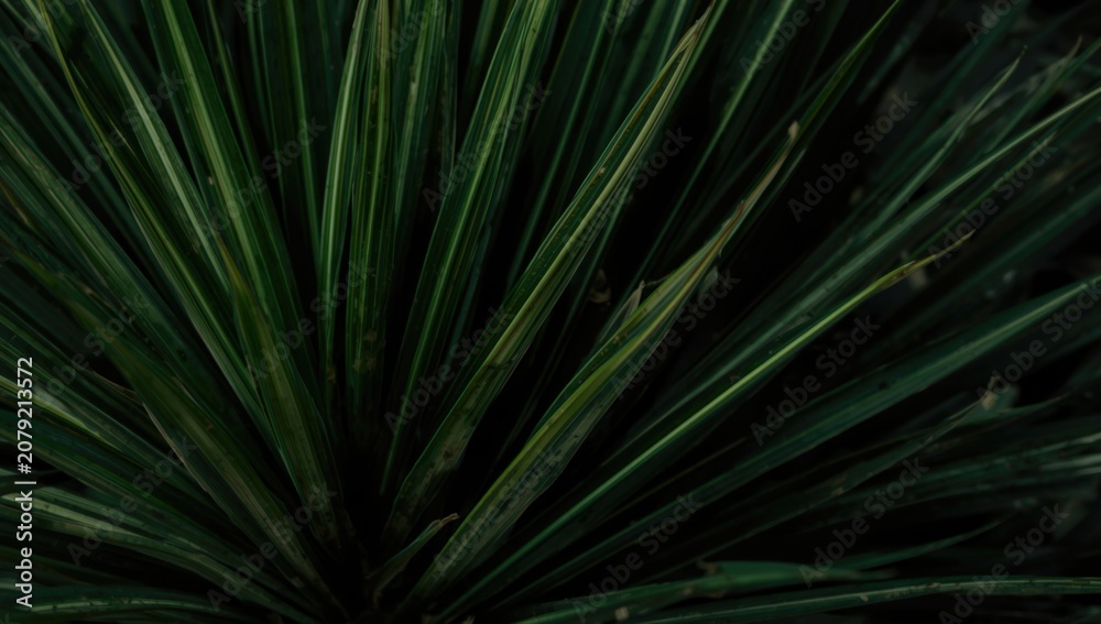 Fototapeta premium Close-up of green plant leaves with sharp edges
