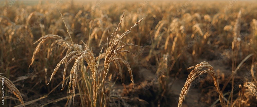 Fototapeta premium Dry rice stalks left behind after harvest season
