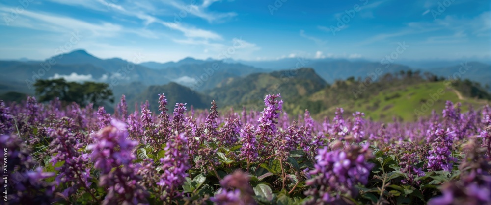 Fototapeta premium Scenic transformation by Neelakurinji flowers blooming once each twelve years