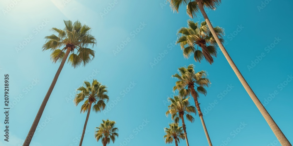 Fototapeta premium Tall palm trees against a clear blue sky