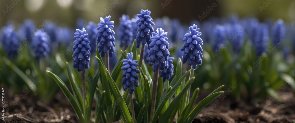 Fototapeta premium Blue grape hyacinths blooming in a garden bed