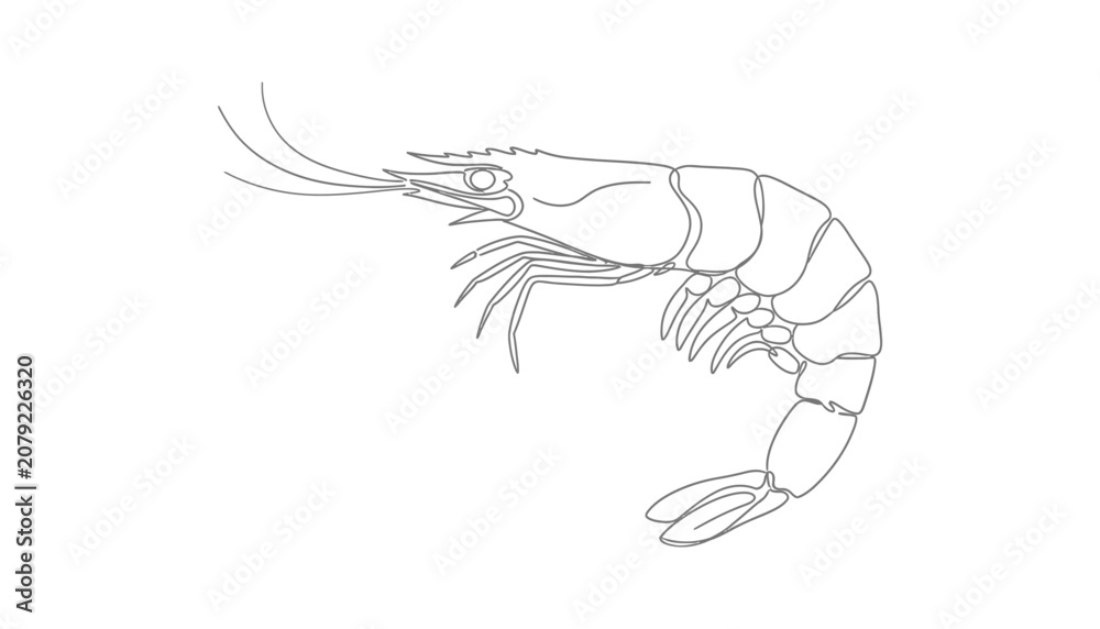 Fototapeta premium Line drawing of a shrimp illustration
