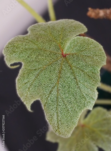 Green Begonia ludwigii leaf with dense white hairs, lobed shape, radiating veins, reddish stem attachment point.