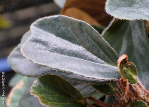 Thick velvety Begonia blancii bronze form leaves with dark green and silvery tones, fine hairs on edges, reddish-brown fuzzy stems.