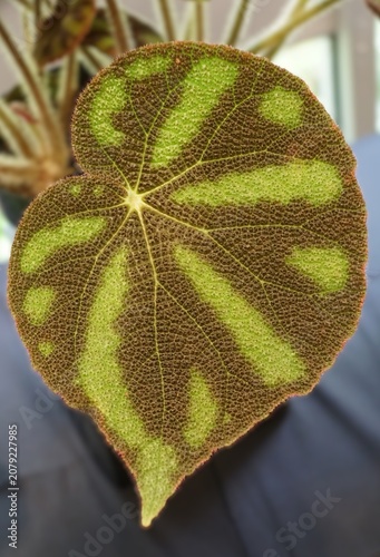 Begonia variegata leaf with bright green and dark brown patterning, textured surface and strong vein contrast.