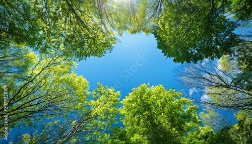 Clear Blue Sky And Green Trees Seen From Below