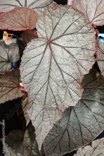 Silvery Begonia U093 leaves with dark green veins, reddish edges, textured surface, and a small pale flower emerging.