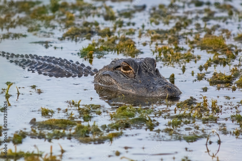 Fototapeta premium Juvenile alligator swimming in wetland