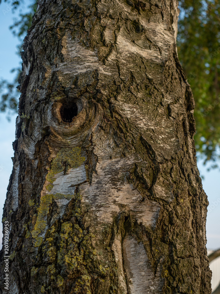 Obraz premium Close-up of textured birch tree trunk bark with a natural hollow knot hole