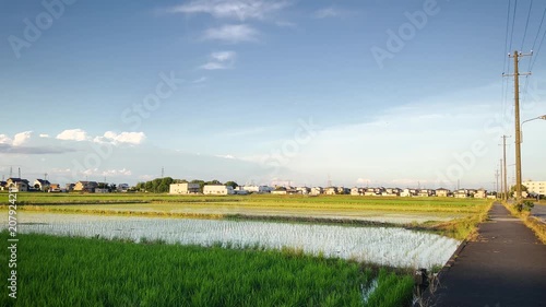 Flooded Rice Paddies in Rural Japan Under Blue Summer Sky