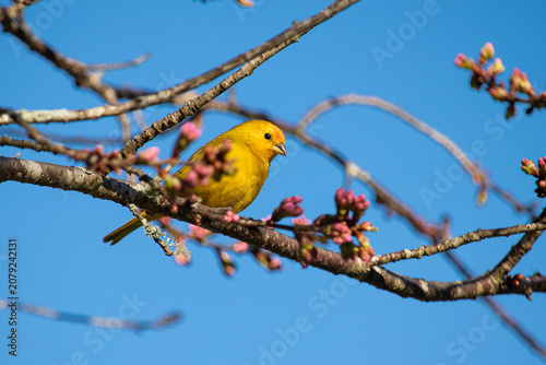 Saffron Finch perched on a branch