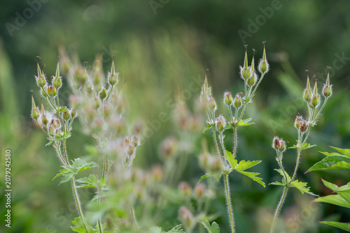 Принти на полотні Beautiful wildflowers in a meadow at sunrise, soft morning light with dew, sceni