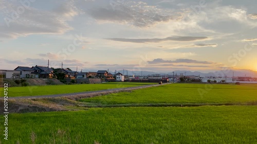 Sunset Over Green Rice Fields in Rural Japan