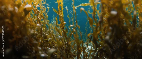 Panel kuchenny z motywem Underwater view of brown seaweed in clear water
