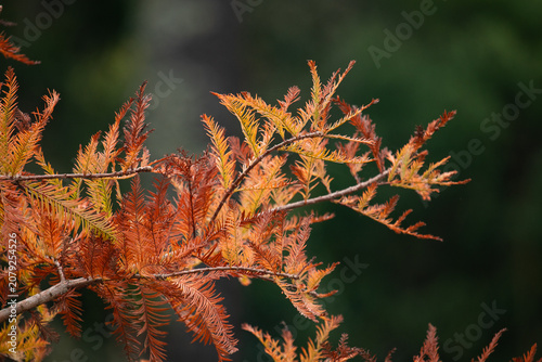 autumn leaves in the wind