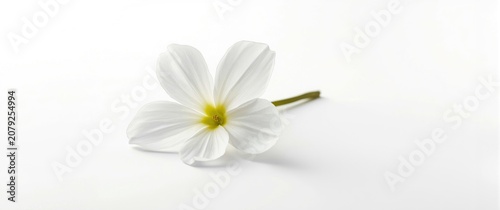 White flower with yellow center on a plain background