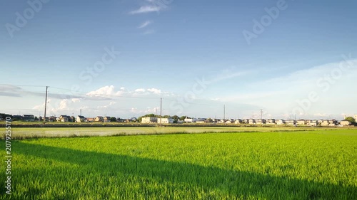 Panoramic View of Green Rice Fields in Rural Japan