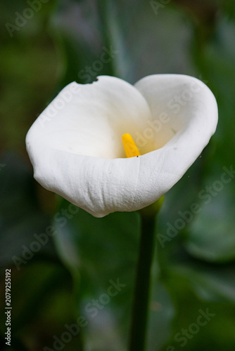 Calla lily with blurred background
