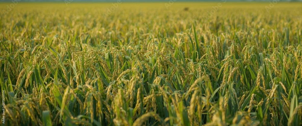 Obraz premium Golden rice field ready for harvest