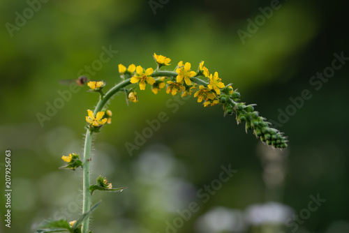 Konstfotografi Small hoverfly hovering in the air next to yellow Agrimony flower, macro of inse