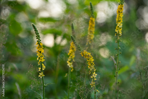 Quadro su tela Yellow Common Agrimony flowers blooming in a wild summer meadow, selective focus