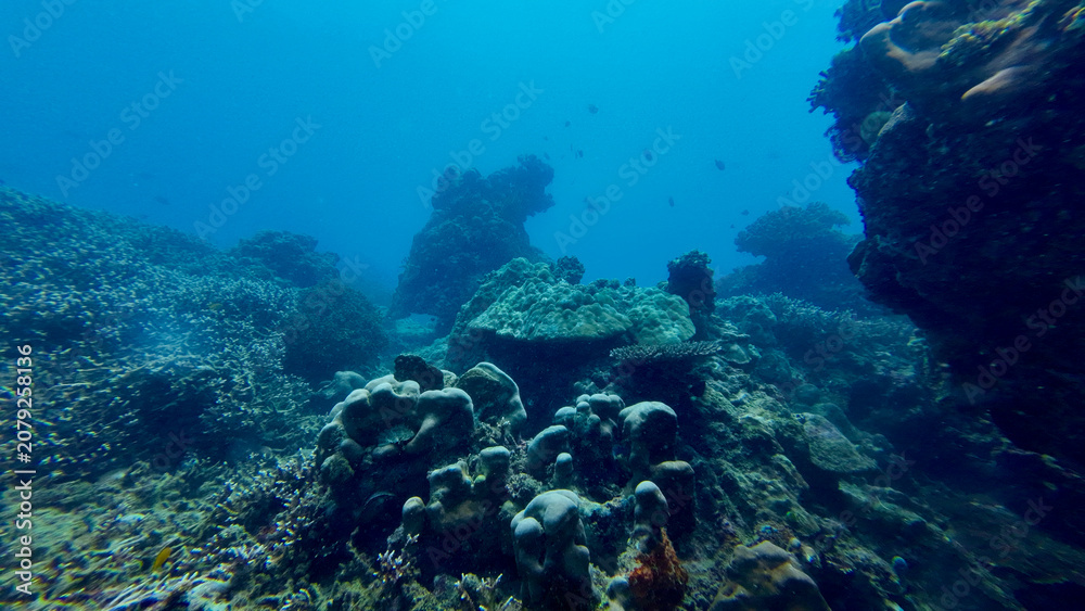 Obraz premium Coral reef landscape with massive hard corals in tropical waters. Layers of living reef fade into the blue, revealing the depth, diversity and beauty of a healthy marine ecosystem.