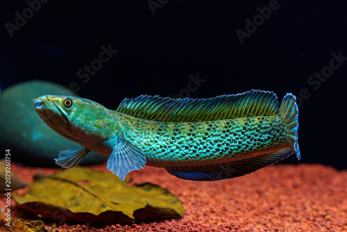 Obraz na plátně Side profile of a beautiful Channa stewartii snakehead fish in a dark aquarium b