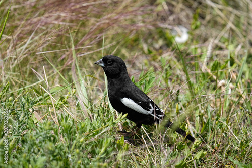 Lark Bunting