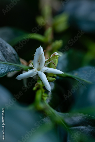 flowering coffee plant in Boquete in Panama