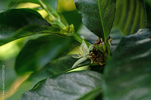 flowering coffee plant in Boquete in Panama