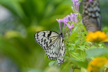 Large tree nymph butterfly feeding on nectar from vibrant flowers in early summer. Beautiful black and white wings, elegant motion in nature. Soft bokeh background provides copy space for web design, 