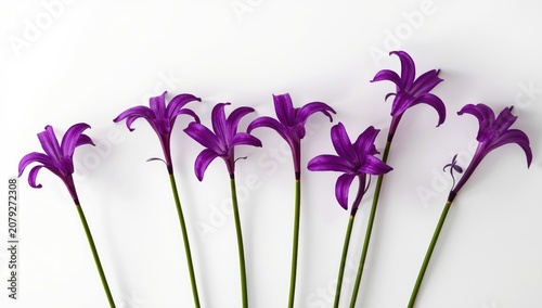 Slender stemmed freesia flowers displaying vibrant purple petals on a smooth white background