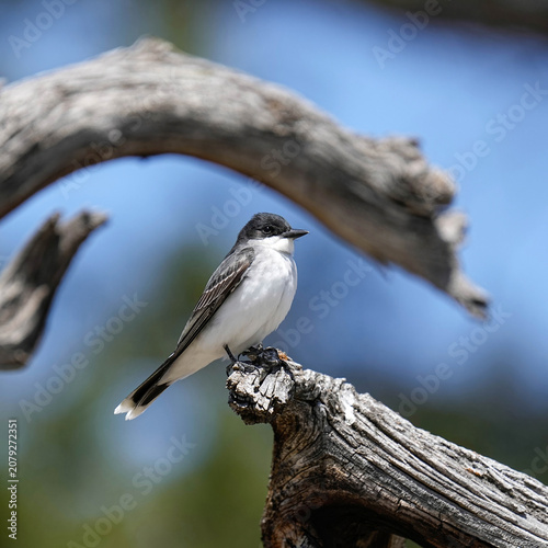 Eastern Kingbird