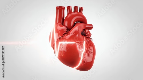 Anatomical human heart illustration with glowing arteries and veins on a clean white background, symbolizing cardiovascular health and medical science