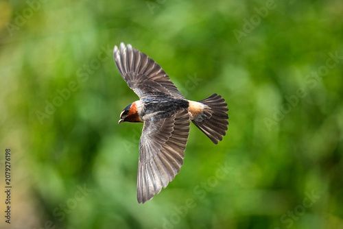 Cliff Swallow in flight