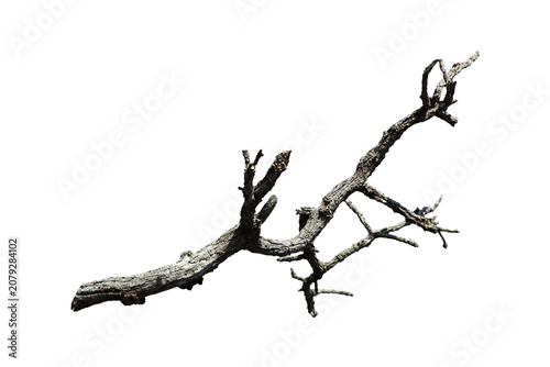 Dead branch with cracked bark isolated on transparent background.