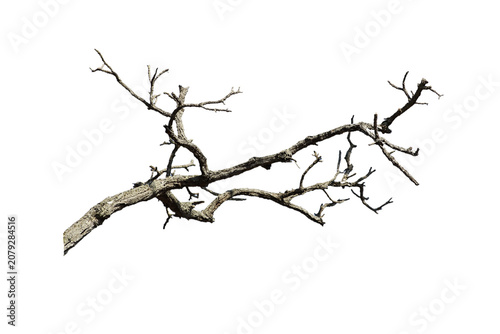 Dead branch with cracked bark isolated on transparent background.