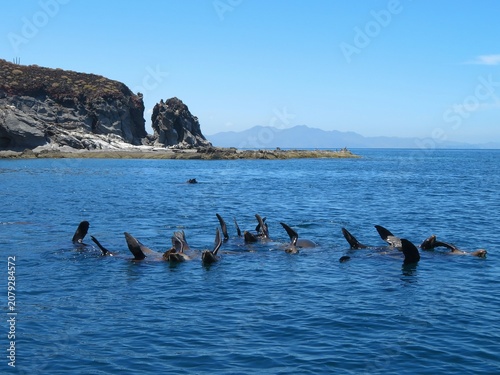 sea lions in a sea in Baja California Sur, Mexico