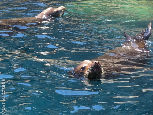 sea lions in a sea in Baja California Sur, Mexico