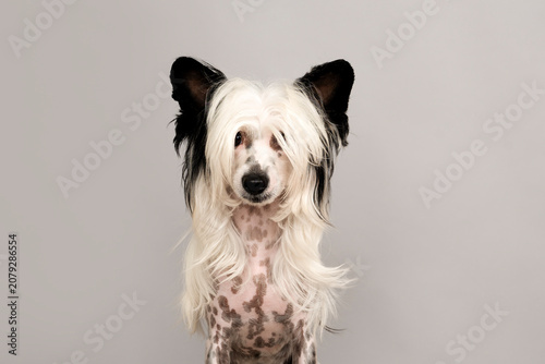 Εκτύπωση καμβά Portrait of one black and white chinese crested dog looking at camera