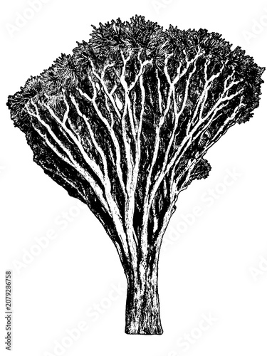 Iconic dragon tree black and white graphic