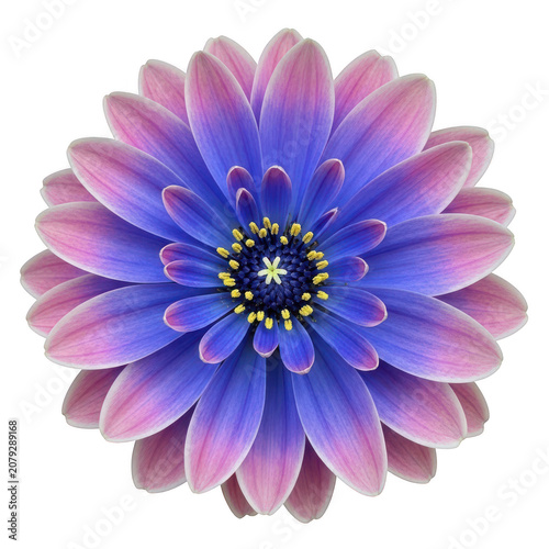 Vibrant macro close-up of a multi-layered pink and blue daisy flower isolated on a transparent background