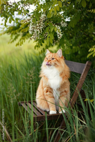 A photo of a ginger fluffy cat next to a flowering acacia tree.