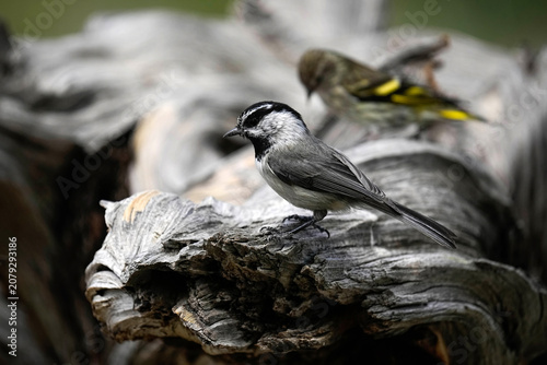 Mountain Chickadee & Pine Siskin