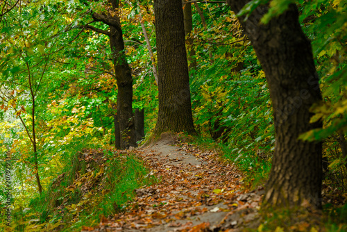 Bild auf Leinwand Serene September trail with vibrant green and orange foliage in forest