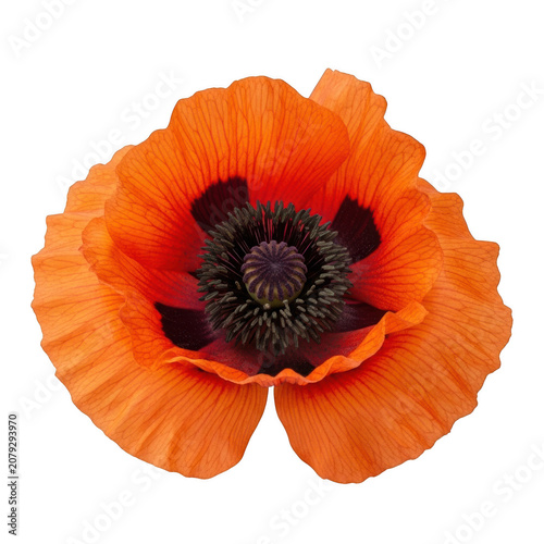 Vibrant orange poppy flower with a dark central stamen and delicate petal texture, viewed from above isolated on a transparent background
