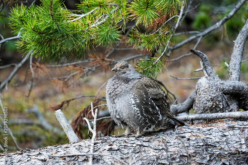 Dusky Grouse