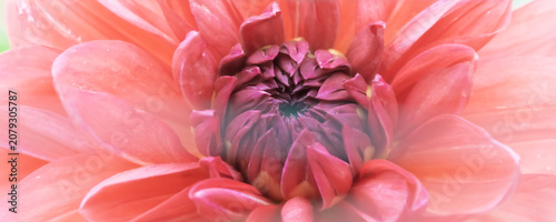 Close-up of vibrant pink dahlia flower petals, a gorgeous texture background wrapped in soft light, high-quality image perfect for beauty, wellness, and bridal advertising design